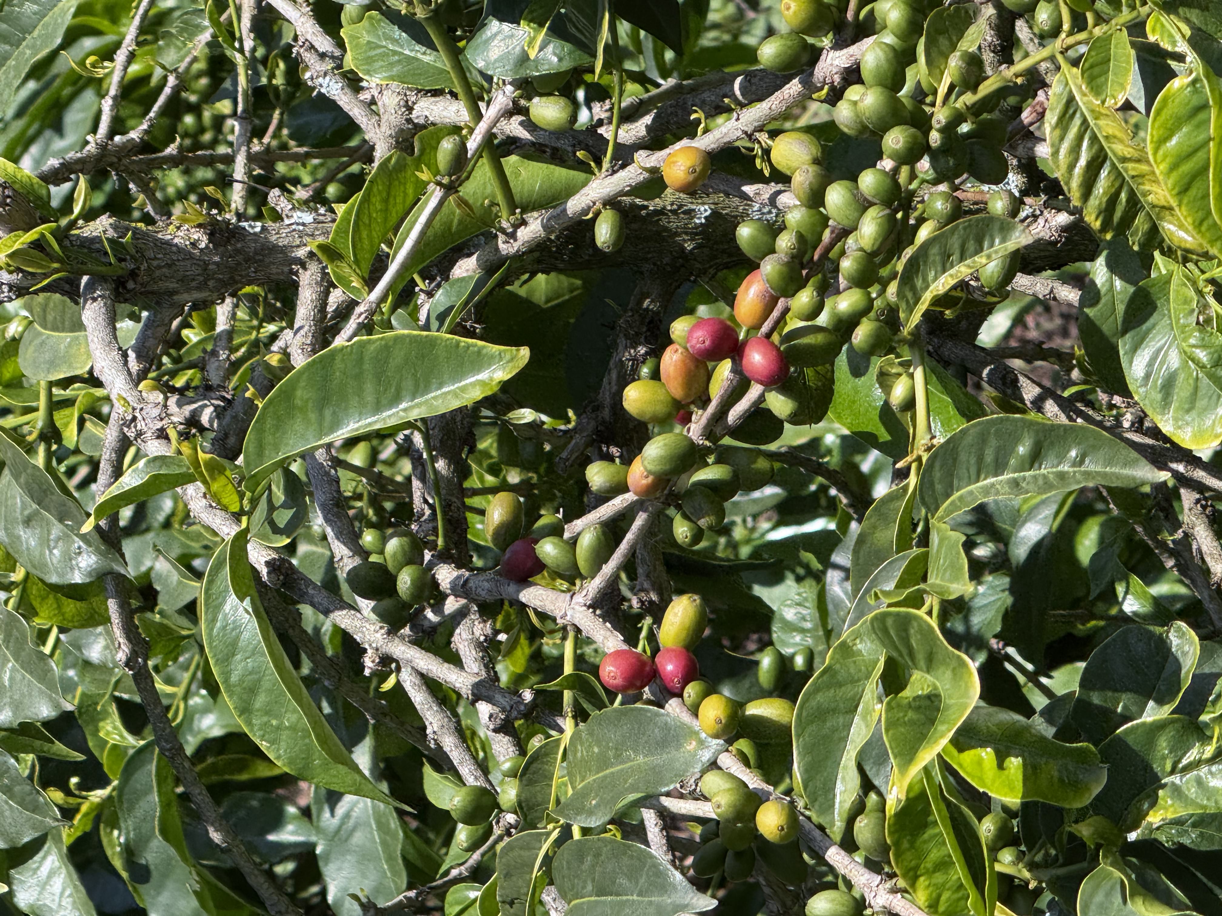 Close-up of coffee cherries showing different stages of ripeness from green to red demonstrating selective picking