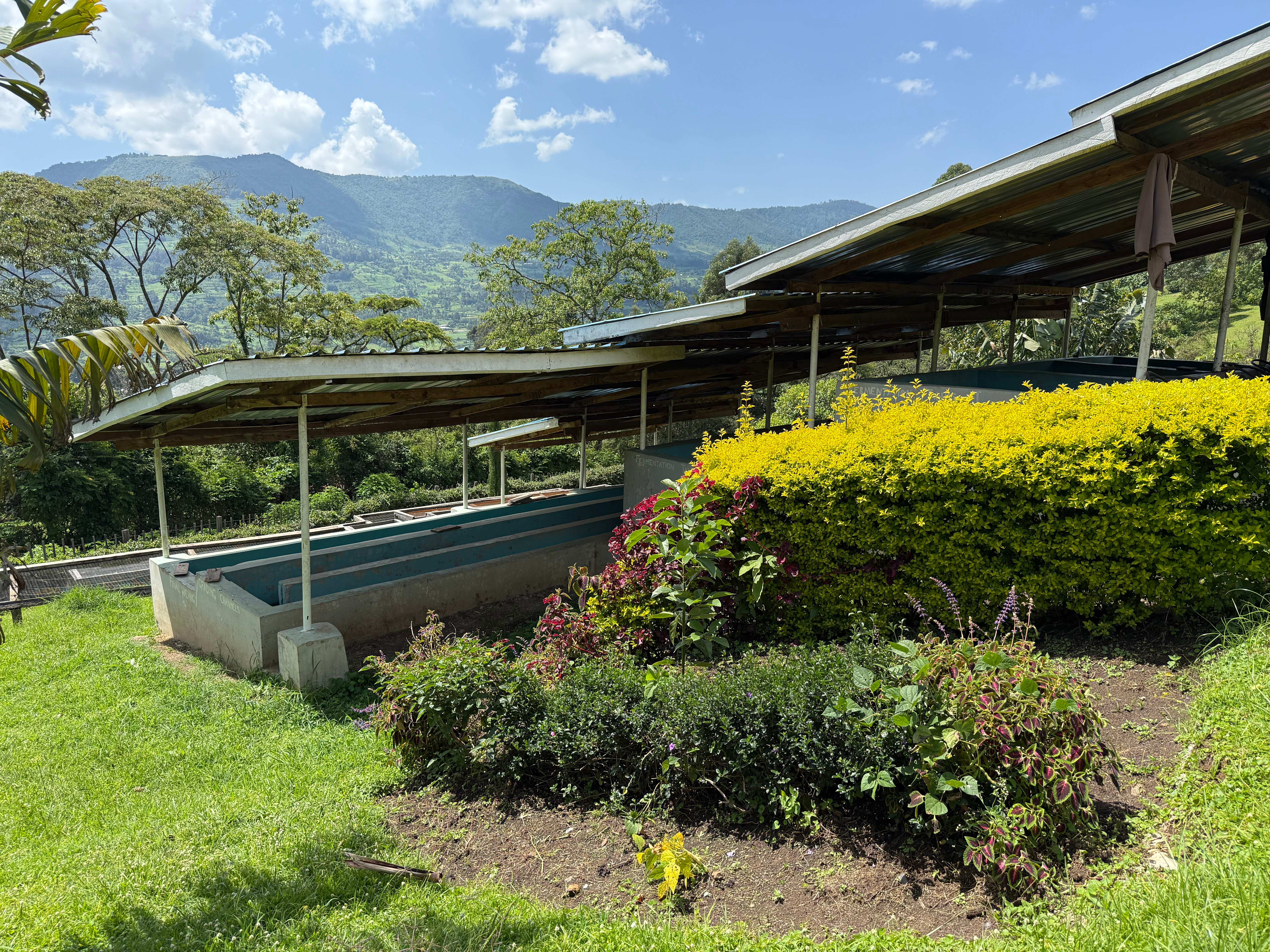 Our washing station facility with fermentation tanks and beautiful landscaping in Nandi County